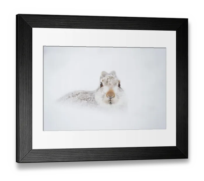 Framed Print : Mountain hare (Lepus timidus) in winter coat, resting in snow hole high in the mountains, Cairngorms National Park, Scotland, UK. February Framed Print : Mountain hare (Lepus timidus) in winter coat, resting in snow hole high in the mountains, Cairngorms National Park, Scotland, UK. February