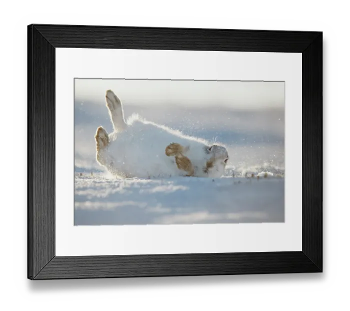 Framed Print : Mountain hare (Lepus timidus) in winter coat, rolling in snow to dry its fur after a snowstorm, Cairngorms National Park, Scotland, UK. February Framed Print : Mountain hare (Lepus timidus) in winter coat, rolling in snow to dry its fur after a snowstorm, Cairngorms National Park, Scotland, UK. February