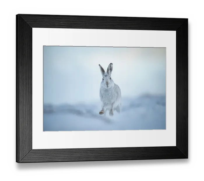 Framed Print : Mountain hare (Lepus timidus) in winter coat, running over snow,  Cairngorms National Park, Scotland, UK. February