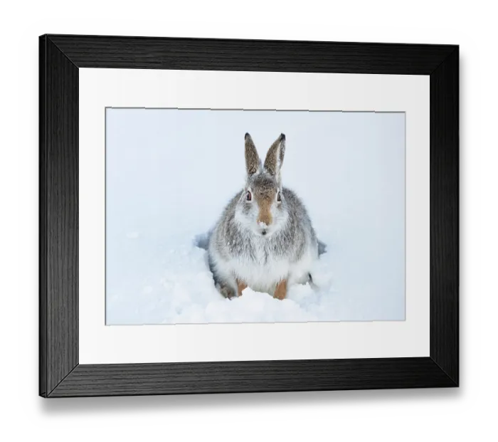 Framed Print : Mountain hare (Lepus timidus) peering out from entrance to snow hole, Cairngorms National Park, Scotland, UK. January Framed Print : Mountain hare (Lepus timidus) peering out from entrance to snow hole, Cairngorms National Park, Scotland, UK. January