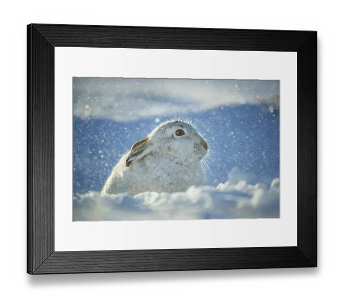 Framed Print : Mountain hare (Lepus timidus) resting on snow in gale force winds and swirling spindrift high on exposed plateau, Cairngorms National Park, Scotland, UK. February Framed Print : Mountain hare (Lepus timidus) resting on snow in gale force winds and swirling spindrift high on exposed plateau, Cairngorms National Park, Scotland, UK. February