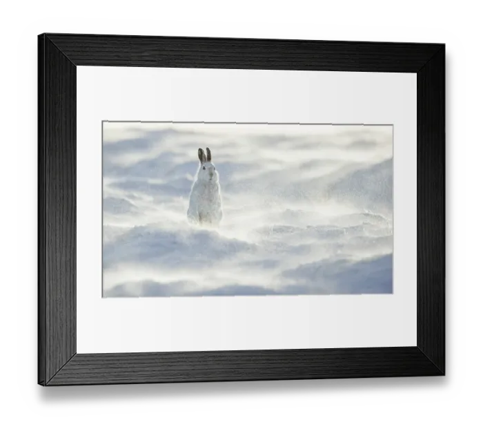Framed Print : Mountain hare (Lepus timidus) sitting on snow with gale force winds whipping up a swirling spindrift high on an exposed plateau,  Cairngorms National Park, Scotland, UK. January