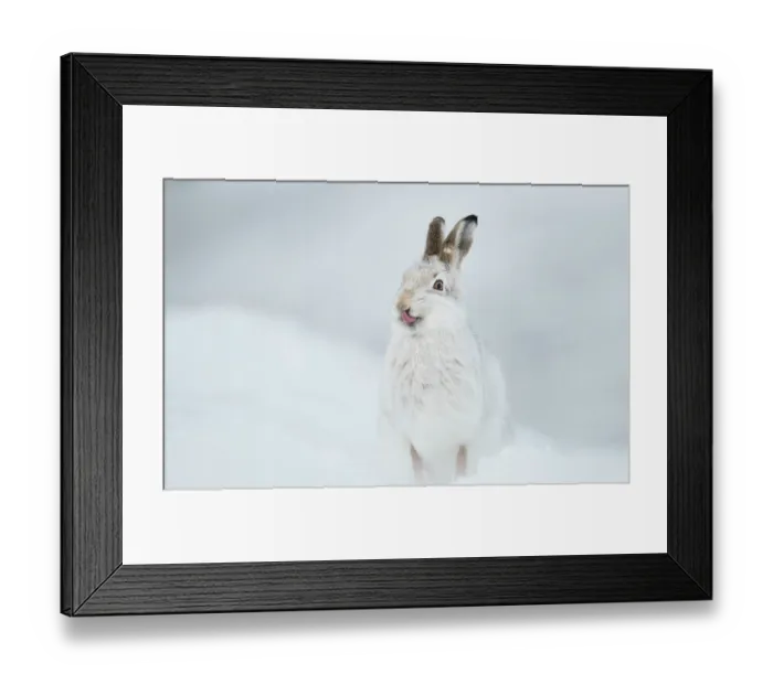 Framed Print : Mountain hare (Lepus timidus) in winter coat, licking its nose, Cairngorms National Park, Scotland, UK. February Framed Print : Mountain hare (Lepus timidus) in winter coat, licking its nose, Cairngorms National Park, Scotland, UK. February