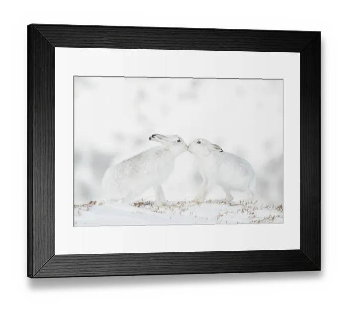 Framed Print : Mountain hares (Lepus timidus) pair in winter coat, touching noses in snow, Cairngorms National Park, Scotland, UK. February Framed Print : Mountain hares (Lepus timidus) pair in winter coat, touching noses in snow, Cairngorms National Park, Scotland, UK. February
