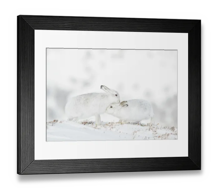 Framed Print : Mountain hares (Lepus timidus) pair in winter coat, nuzzling in snow, Cairngorms National Park, Scotland, UK. February Framed Print : Mountain hares (Lepus timidus) pair in winter coat, nuzzling in snow, Cairngorms National Park, Scotland, UK. February