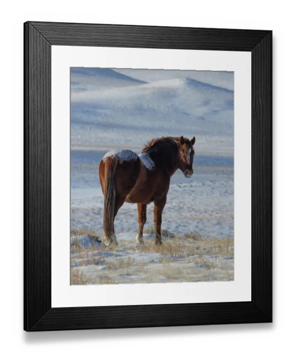 Framed Print : A wild sorrel stallion looking back on snow-covered landscape, Green Mountain, Wyoming, USA. January Framed Print : A wild sorrel stallion looking back on snow-covered landscape, Green Mountain, Wyoming, USA. January