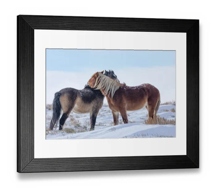 Framed Print : Two wild stallions, one a brown curly and the other a sorrel, mutual grooming on snow-covered grassland, Salt Wells Creek, Wyoming, USA. January Framed Print : Two wild stallions, one a brown curly and the other a sorrel, mutual grooming on snow-covered grassland, Salt Wells Creek, Wyoming, USA. January