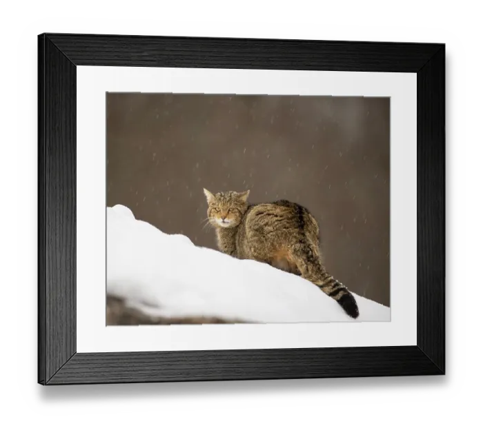 Framed Print : European wildcat (Felis silvestris) resting in the snow, central Spain. January Framed Print : European wildcat (Felis silvestris) resting in the snow, central Spain. January