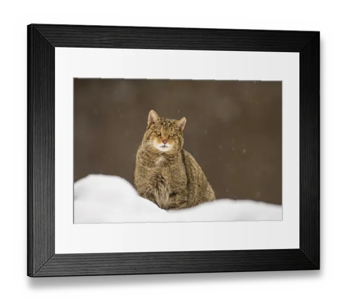 Framed Print : European wildcat (Felis silvestris) resting in the snow, central Spain. January Framed Print : European wildcat (Felis silvestris) resting in the snow, central Spain. January
