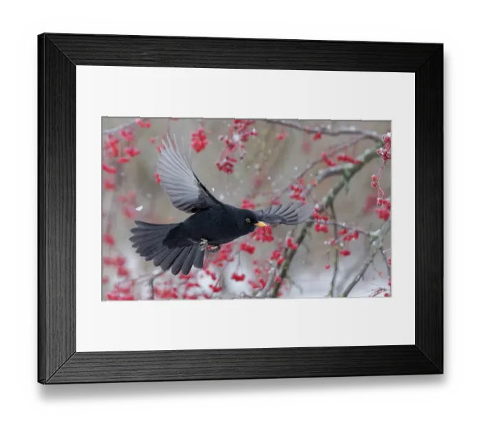 Framed Print : Blackbird (Turdus merula) male, in flight with red berries and snow on tree behind, Helsinki, Finland. November Framed Print : Blackbird (Turdus merula) male, in flight with red berries and snow on tree behind, Helsinki, Finland. November
