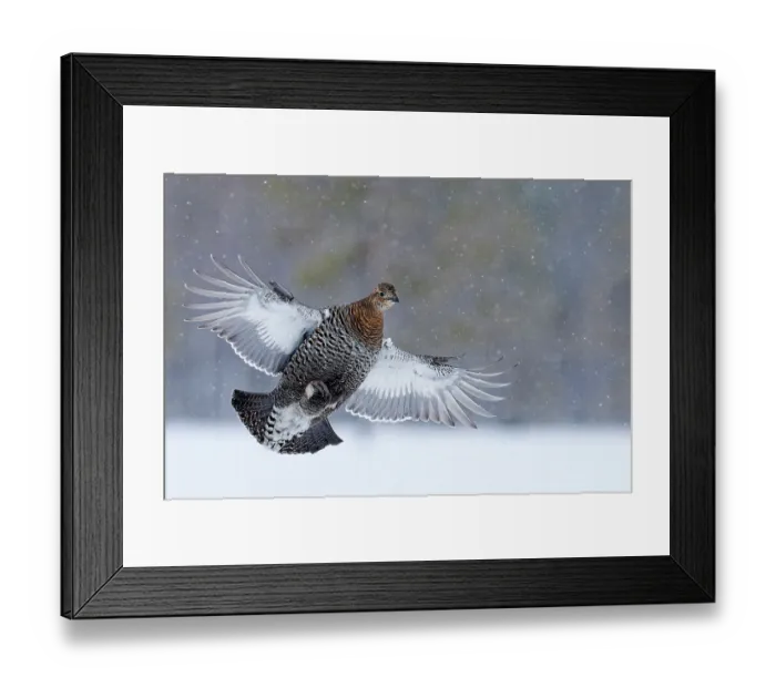 Framed Print : Black grouse (Lyrurus tetrix) female, in flight in snowfall, Kuhmo, Finland. January Framed Print : Black grouse (Lyrurus tetrix) female, in flight in snowfall, Kuhmo, Finland. January