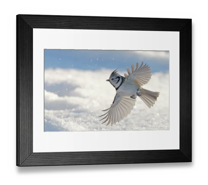 Framed Print : Crested tit (Parus cristatus) in flight over snow, Sipoo, Finland. January Framed Print : Crested tit (Parus cristatus) in flight over snow, Sipoo, Finland. January