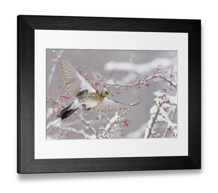 Framed Print : Fieldfare (Turdus pilaris) in flight over snow-covered branches with red berries, Helsinki, Finland. November Framed Print : Fieldfare (Turdus pilaris) in flight over snow-covered branches with red berries, Helsinki, Finland. November