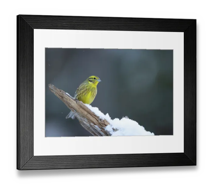 Framed Print : Yellowhammer (Emberiza citrinella) perched on snowy branch, Finland. March Framed Print : Yellowhammer (Emberiza citrinella) perched on snowy branch, Finland. March