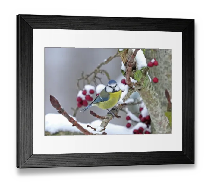 Framed Print : Eurasian blue tit (Cyanistes caeruleus) perched on branch after recent snowfall, Denmark. November Framed Print : Eurasian blue tit (Cyanistes caeruleus) perched on branch after recent snowfall, Denmark. November