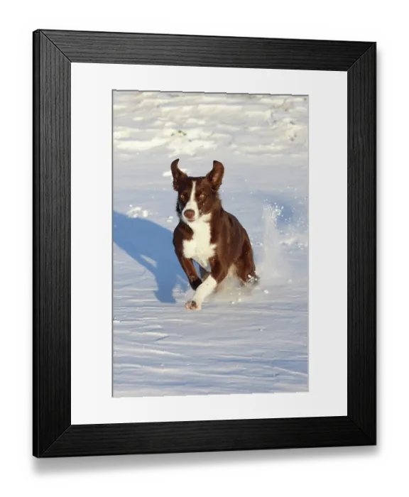 Framed Print : Chocolate border collie running in snow, Maryland, USA. January Framed Print : Chocolate border collie running in snow, Maryland, USA. January