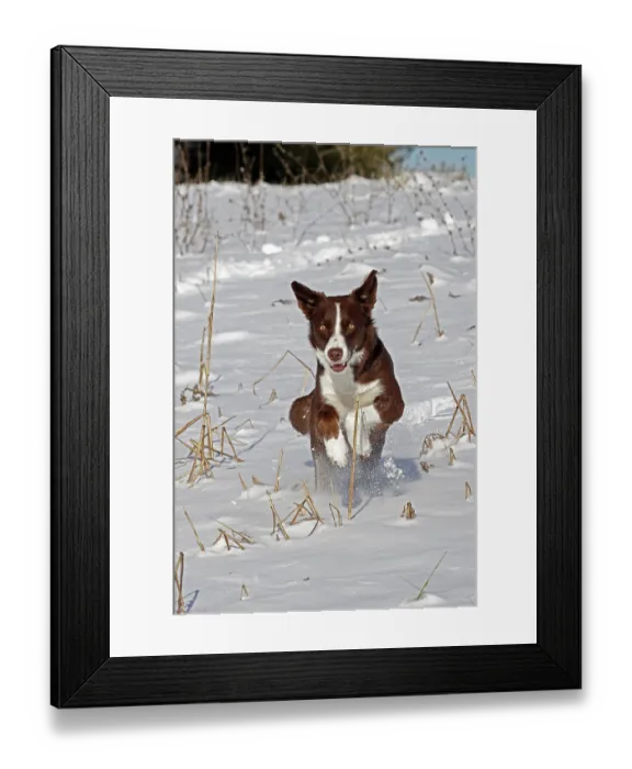 Framed Print : Chocolate border collie running in snow, Maryland, USA. January Framed Print : Chocolate border collie running in snow, Maryland, USA. January