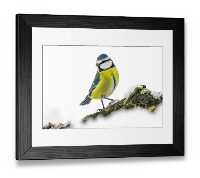 Framed Print : RF - Eurasian blue tit (Cyanistes caeruleus) perched on snow-covered bird feeder in winter, Lucerne, Switzerland. January Framed Print : RF - Eurasian blue tit (Cyanistes caeruleus) perched on snow-covered bird feeder in winter, Lucerne, Switzerland. January