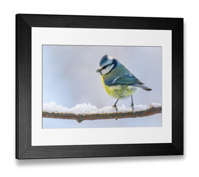 Framed Print : Eurasian blue tit (Cyanistes caeruleus) perched on snow-covered branch, Lucerne, Switzerland. January Framed Print : Eurasian blue tit (Cyanistes caeruleus) perched on snow-covered branch, Lucerne, Switzerland. January