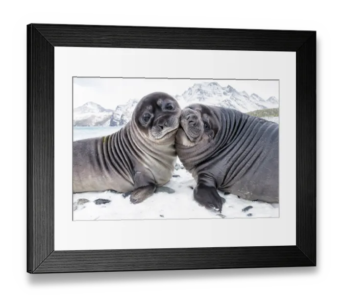 Framed Print : Two Southern elephant seal (Mirounga leonina) pups play-fighting, Royal Bay, South Georgia Framed Print : Two Southern elephant seal (Mirounga leonina) pups play-fighting, Royal Bay, South Georgia