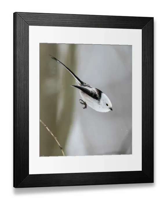Framed Print : Long-tailed tit (Aegithalos caudatus caudatus) taking flight, Finland. February Framed Print : Long-tailed tit (Aegithalos caudatus caudatus) taking flight, Finland. February