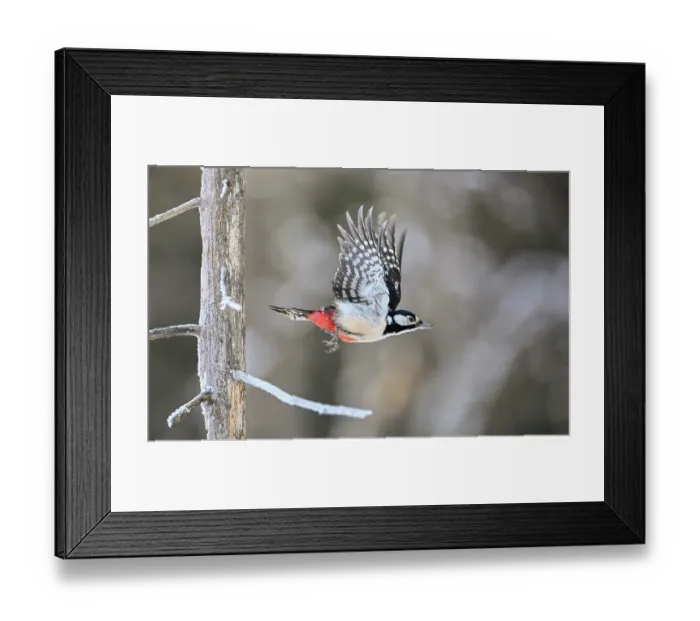 Framed Print : Great spotted woodpecker (Dendrocopos major) female, in flight, Finland. February Framed Print : Great spotted woodpecker (Dendrocopos major) female, in flight, Finland. February