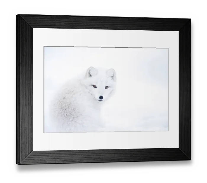 Framed Print : Arctic fox (Vulpes lagopus) looking over its shoulder, portrait, Iceland. March Framed Print : Arctic fox (Vulpes lagopus) looking over its shoulder, portrait, Iceland. March