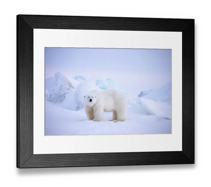 Framed Print : Polar bear (Ursus maritimus) male, standing on snow with snow-covered mountains behind, Svalbard, Norway. April Framed Print : Polar bear (Ursus maritimus) male, standing on snow with snow-covered mountains behind, Svalbard, Norway. April