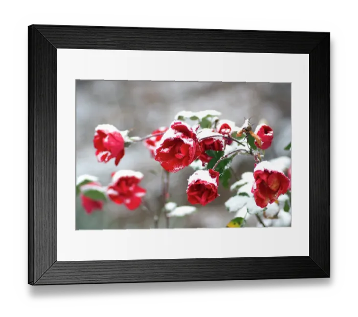Framed Print : Roses (Rosa sp.) covered in snow after snowstorm in a country garden, Ovada, Piedmont, Italy. January Framed Print : Roses (Rosa sp.) covered in snow after snowstorm in a country garden, Ovada, Piedmont, Italy. January