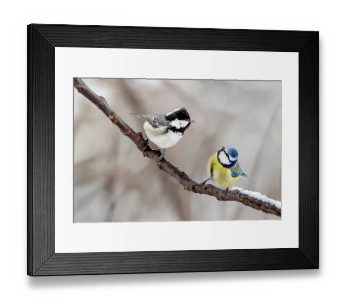 Framed Print : Coal tit (Parus ater) and Blue tit (Parus caeruleus) perched on branch facing each other, in a garden of a country house, Ovada, Piedmont, Italy. February Framed Print : Coal tit (Parus ater) and Blue tit (Parus caeruleus) perched on branch facing each other, in a garden of a country house, Ovada, Piedmont, Italy. February