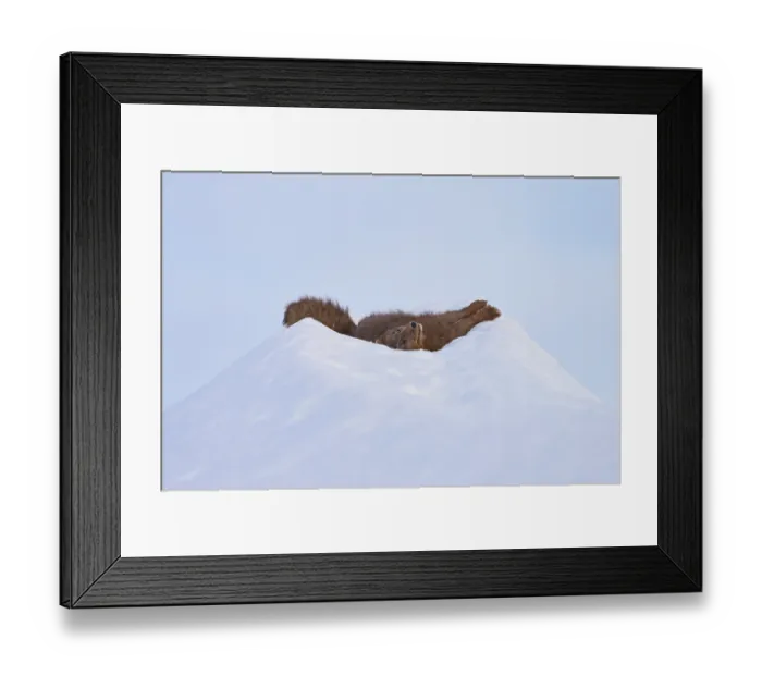 Framed Print : Arctic fox (Vulpes lagopus) male blue morph in winter coat, resting on pile of snow, Hornstrandir Nature Reserve, Iceland. March. Controlled conditions Framed Print : Arctic fox (Vulpes lagopus) male blue morph in winter coat, resting on pile of snow, Hornstrandir Nature Reserve, Iceland. March. Controlled conditions