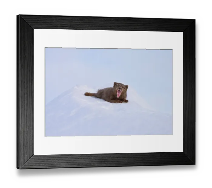 Framed Print : Arctic fox (Vulpes lagopus) male blue morph in winter coat, resting on pile of snow and yawning, Hornstrandir Nature Reserve, Iceland. March. Controlled conditions Framed Print : Arctic fox (Vulpes lagopus) male blue morph in winter coat, resting on pile of snow and yawning, Hornstrandir Nature Reserve, Iceland. March. Controlled conditions