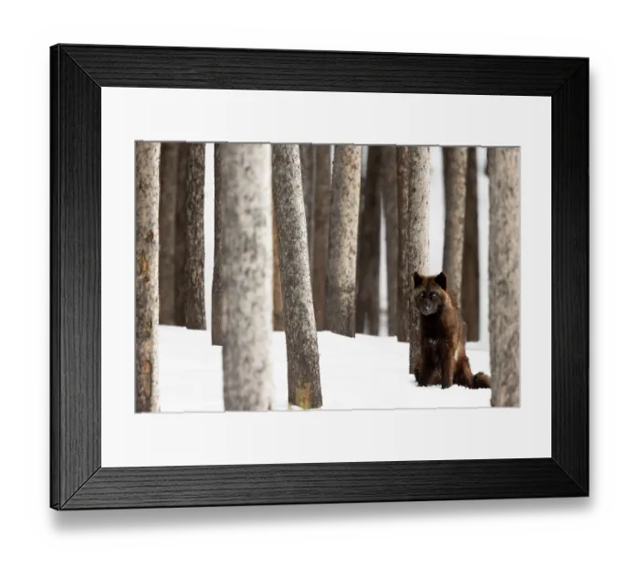 Framed Print : Wolf (Canis lupus) sitting on snow amongst trees, Yellowstone National Park, Wyoming, USA. January Framed Print : Wolf (Canis lupus) sitting on snow amongst trees, Yellowstone National Park, Wyoming, USA. January
