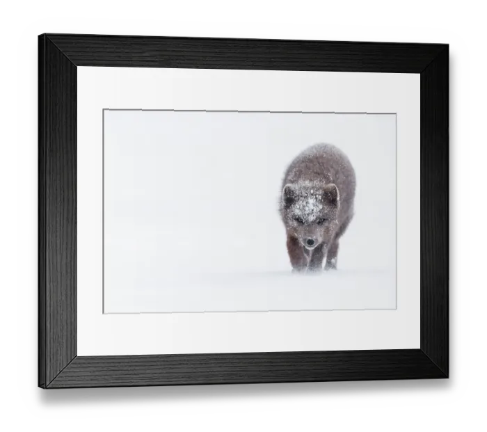 Framed Print : Arctic fox (Vulpes lagopus) blue morph, battling through strong winds in the snow fields of Hornstrandir Nature Reserve, Iceland. March Framed Print : Arctic fox (Vulpes lagopus) blue morph, battling through strong winds in the snow fields of Hornstrandir Nature Reserve, Iceland. March
