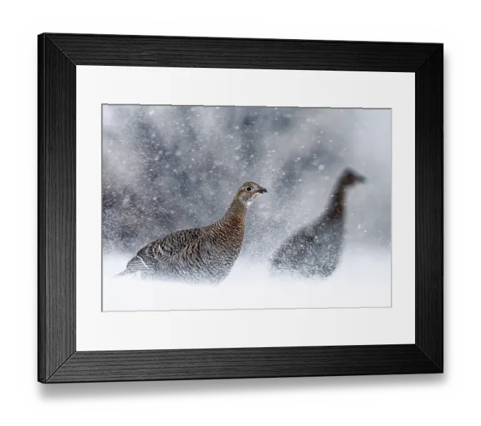 Framed Print : Two Black grouse (Lyrurus tetrix) females, in falling snow, Kuhmo, Finland. January Framed Print : Two Black grouse (Lyrurus tetrix) females, in falling snow, Kuhmo, Finland. January