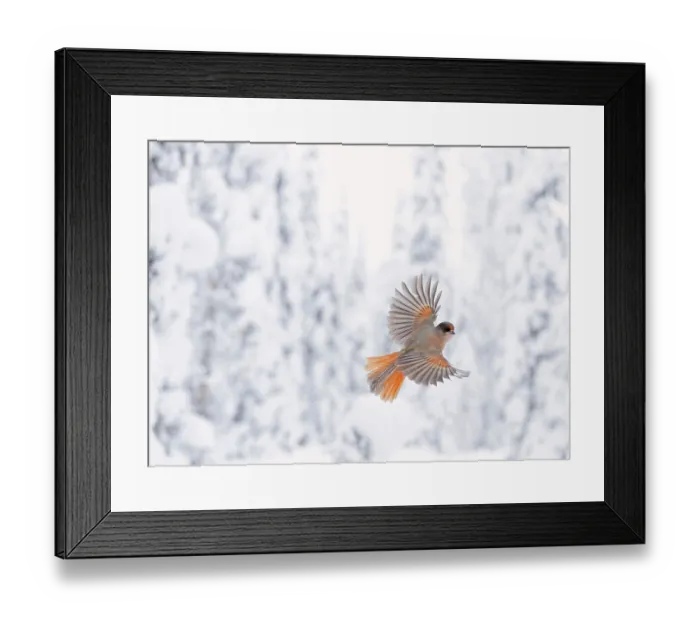 Framed Print : Siberian jay (Perisoreus infaustus) in flight in winter, Kuusamo, Finland. January Framed Print : Siberian jay (Perisoreus infaustus) in flight in winter, Kuusamo, Finland. January