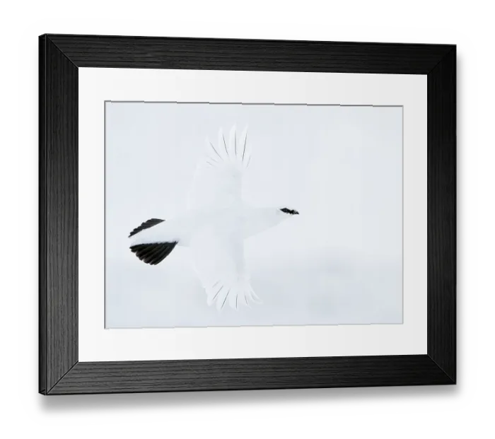 Framed Print : Rock ptarmigan (Lagopus mutus) male in winter plumage, portrait, Utsjoki, Finland. February Framed Print : Rock ptarmigan (Lagopus mutus) male in winter plumage, portrait, Utsjoki, Finland. February