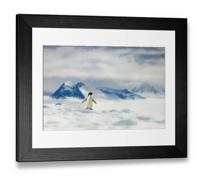 Framed Print : Adelie penguin (Pygoscelis adeliae) standing alone in a snow covered landscape with mountains behind, Antarctica Framed Print : Adelie penguin (Pygoscelis adeliae) standing alone in a snow covered landscape with mountains behind, Antarctica