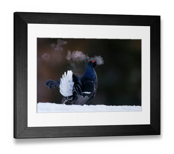 Framed Print : Black grouse (Lyrurus tetrix) male, displaying on cold morning, Kuusamo, Finland. February. Bird Photographer of the Year 2024 - Awarded bronze in Best portrait category Framed Print : Black grouse (Lyrurus tetrix) male, displaying on cold morning, Kuusamo, Finland. February. Bird Photographer of the Year 2024 - Awarded bronze in Best portrait category