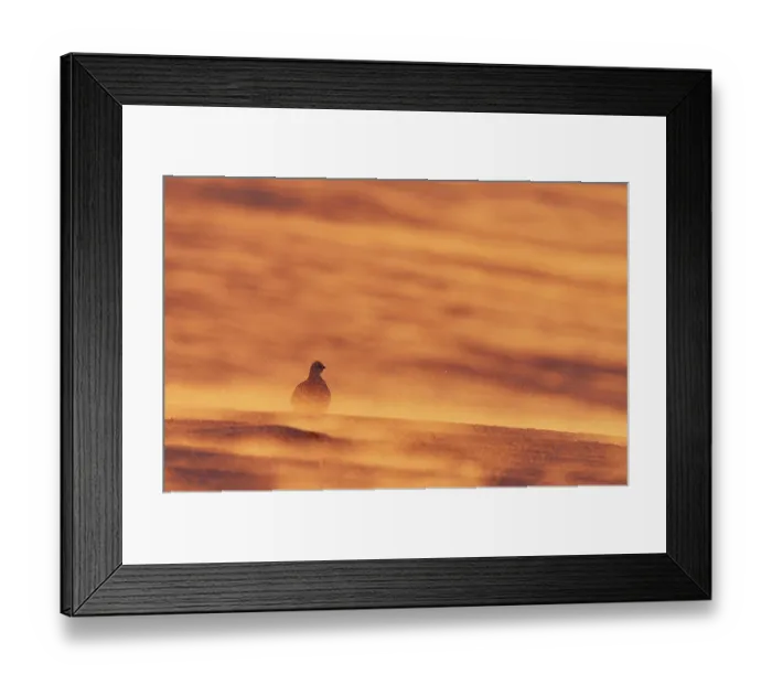 Framed Print : Rock ptarmigan (Lagopus mutus) female, on snow silhouetted in golden sunlight, Utsjoki, Lapland, Finland. March Framed Print : Rock ptarmigan (Lagopus mutus) female, on snow silhouetted in golden sunlight, Utsjoki, Lapland, Finland. March