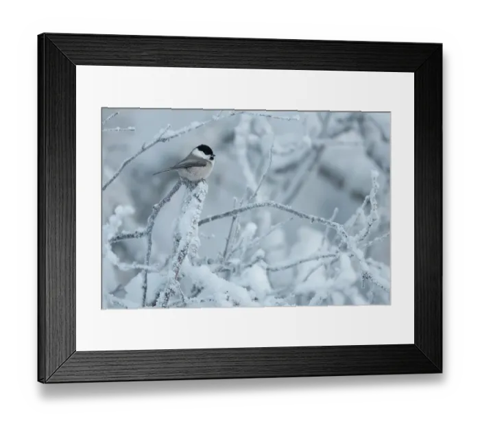 Framed Print : Willow tit (Poecile montanus) perched on snow-covered branch, Oulanka National Park, Finland. January Framed Print : Willow tit (Poecile montanus) perched on snow-covered branch, Oulanka National Park, Finland. January