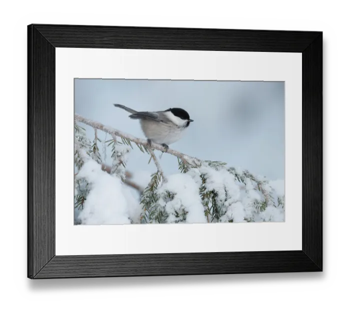 Framed Print : Willow tit (Poecile montanus) perched on snow-covered branch, Oulanka National Park, Finland. January