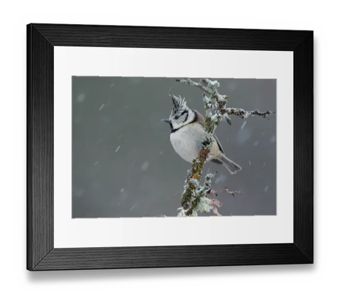 Framed Print : Crested tit (Lophophanes cristatus) perched on branch in falling snow, La Rioja, Spain. December