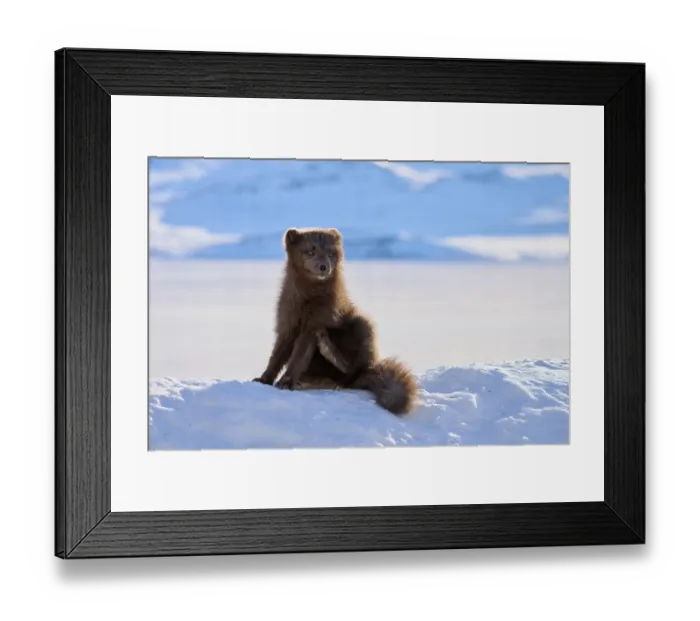 Framed Print : Arctic fox (Vulpes lagopus) male, blue morph in winter coat, sitting on snow, Hornstrandir Nature Reserve, Iceland. March. Controlled conditions Framed Print : Arctic fox (Vulpes lagopus) male, blue morph in winter coat, sitting on snow, Hornstrandir Nature Reserve, Iceland. March. Controlled conditions
