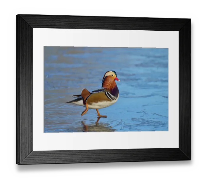 Framed Print : Mandarin duck (Aix galericulata) drake, walking on frozen pond, Reddish Vale Country Park, Greater Manchester, UK. December Framed Print : Mandarin duck (Aix galericulata) drake, walking on frozen pond, Reddish Vale Country Park, Greater Manchester, UK. December