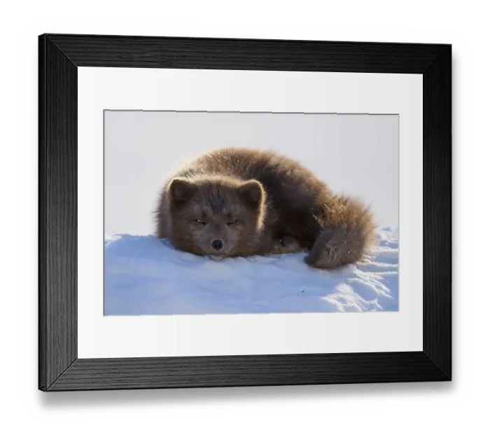 Framed Print : RF - Arctic fox (Vulpes lagopus) male, blue morph in winter coat, resting on snow, Hornstrandir Nature Reserve, Iceland. March. Controlled condition Framed Print : RF - Arctic fox (Vulpes lagopus) male, blue morph in winter coat, resting on snow, Hornstrandir Nature Reserve, Iceland. March. Controlled condition