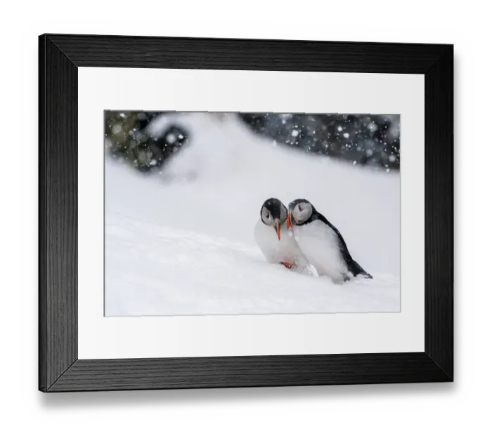Framed Print : Puffins (Fratercula artica) pair courtship in winter conditions and during snowfall, Hornoya, Varanger, Finnmark, Norway. March Framed Print : Puffins (Fratercula artica) pair courtship in winter conditions and during snowfall, Hornoya, Varanger, Finnmark, Norway. March