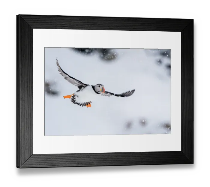 Framed Print : Puffin (Fratercula artica) in flight during snowfall, Hornoya, Varanger, Finnmark, Norway. March Framed Print : Puffin (Fratercula artica) in flight during snowfall, Hornoya, Varanger, Finnmark, Norway. March