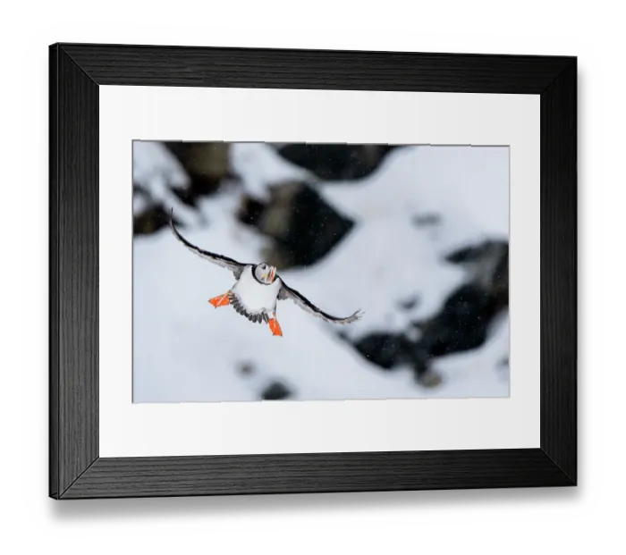 Framed Print : RF - Puffin (Fratercula artica) taking flight in winter conditions with snow in background, Hornoya, Varanger, Finnmark, Norway. March Framed Print : RF - Puffin (Fratercula artica) taking flight in winter conditions with snow in background, Hornoya, Varanger, Finnmark, Norway. March