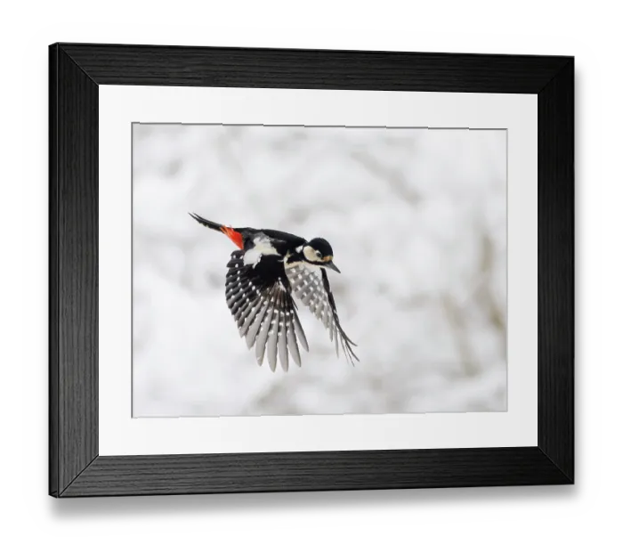 Framed Print : RF - Great spotted woodpecker (Picoides major) female, in flight in winter, Upper Bavaria, Germany. February Framed Print : RF - Great spotted woodpecker (Picoides major) female, in flight in winter, Upper Bavaria, Germany. February